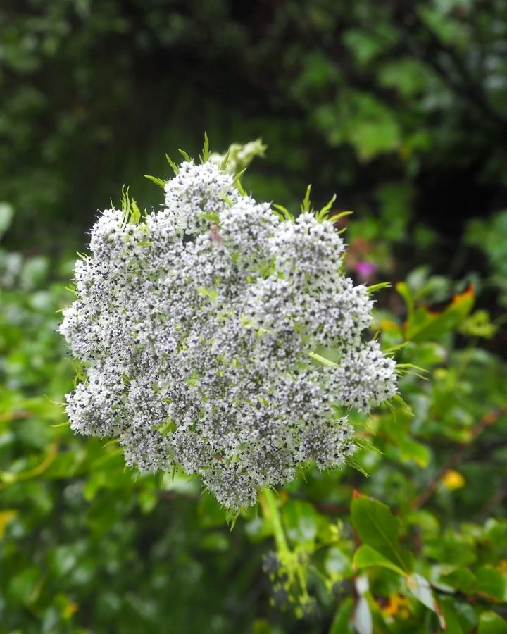 Valley of Flowers trek