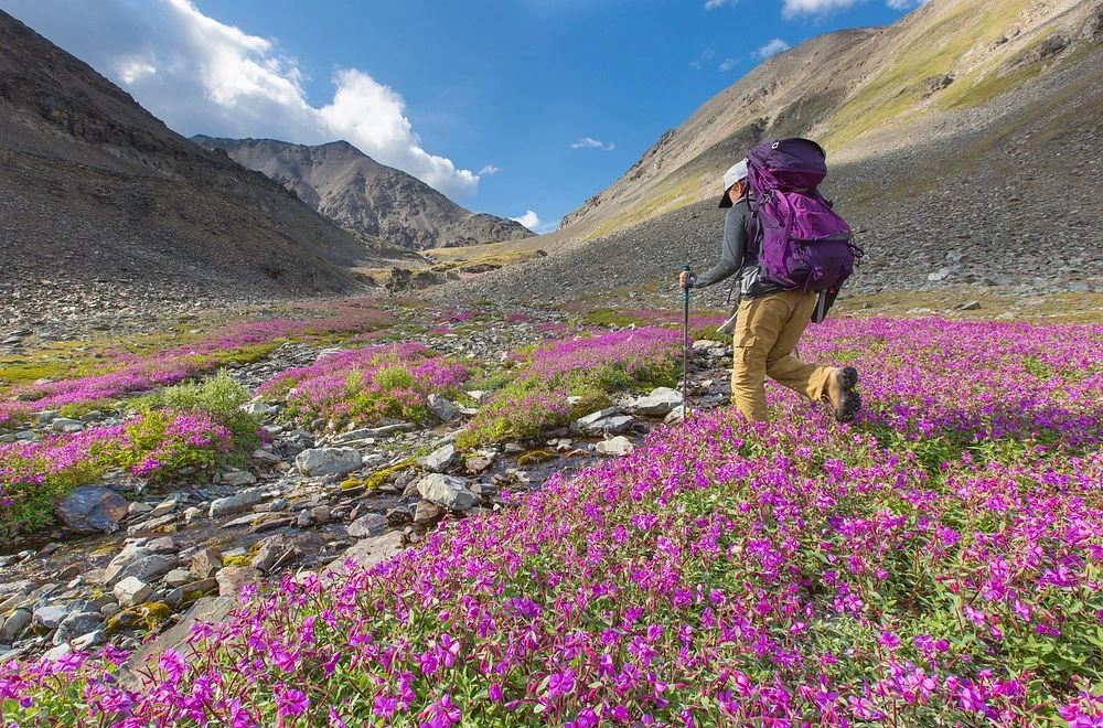Valley of Flowers Trek